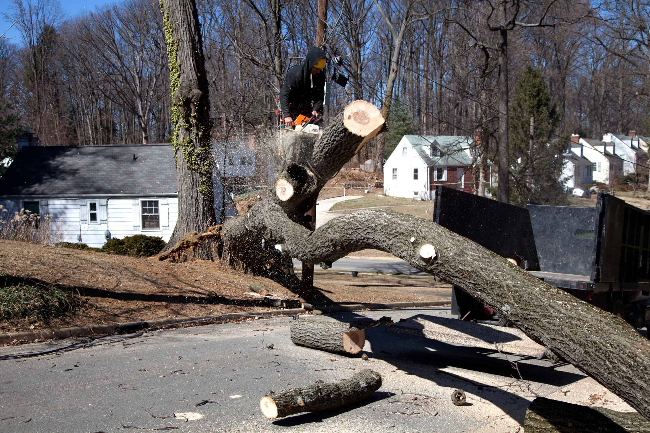 Man working on cutting uprooted tree blocking roads due to gusty wind